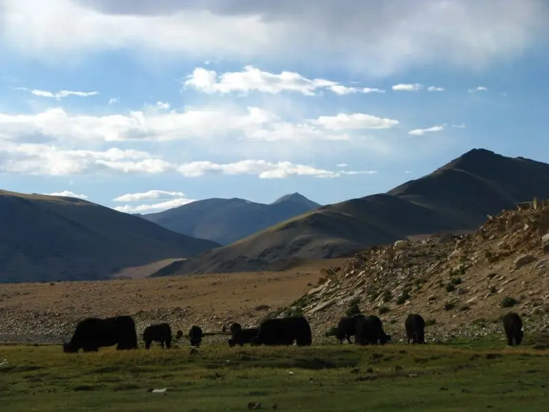 India - Ladakh - Trekking - 067 - Yaks grazing nearby