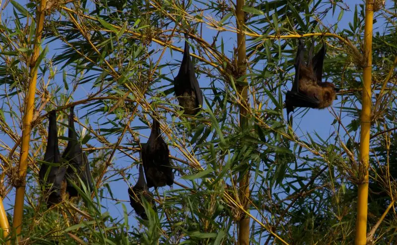 Indian flying foxes