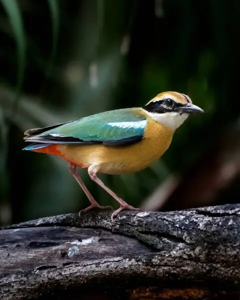 Indian pitta - Facts, Diet, Habitat & Pictures on Animalia.bio