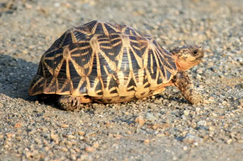 Indian star tortoise - Geochelone elegans