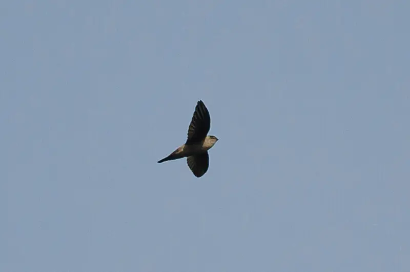 Indian Swiftlet in Thattekad, Kerala, India