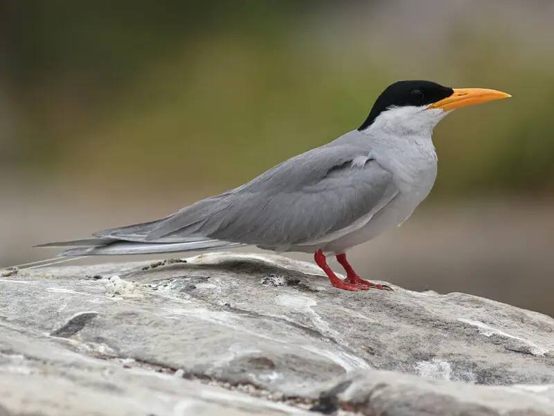 This is a medium-sized tern with dark grey upperparts, white underparts, a forked tail with long flexible streamers, and long pointed wings. The bill is yellow and the legs red. It has a black cap in breeding plumage as seen in this shot. In the winter th