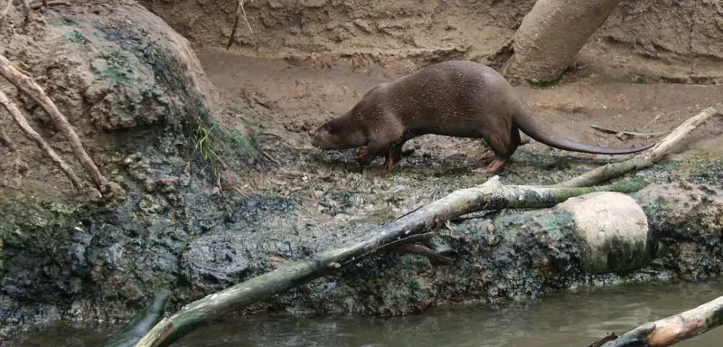 INDOCHINESE SMOOTH-COATED OTTER