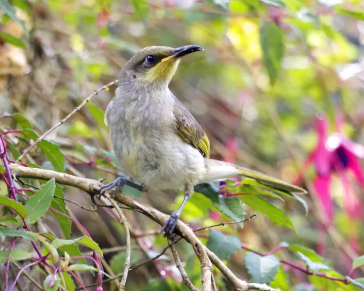 Indonesian Honeyeater
Lichmera limbata

30th. July 2010
Seen in Bedugul Botanical Garden (Kebun Raya) at an elevation of 1600m
Bedugul, Bali, Indonesia

690V6114
