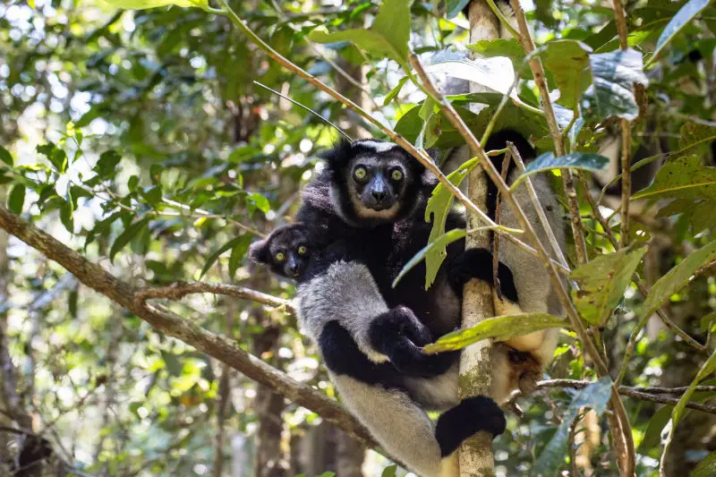 Indri
