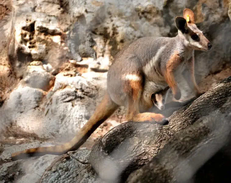 Is that a Wallaby in Your Pocket?