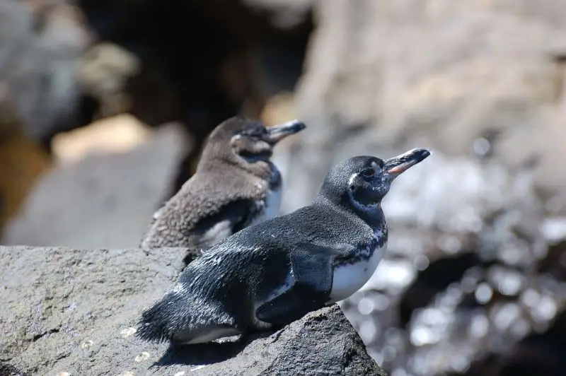 Isabela 1: Galápagos Penguin 8