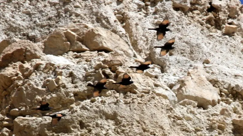 Tristram's starling

Israel