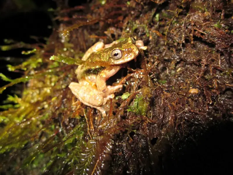 Starrett's Tree Frog (Isthmohyla tica)