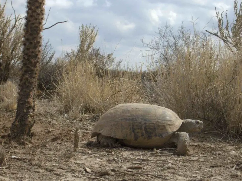 Bolson tortoise in Mexico