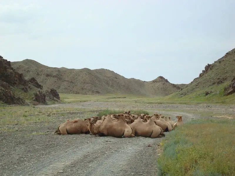 Wild Bactrian Camel - Facts, Diet, Habitat & Pictures on Animalia.bio