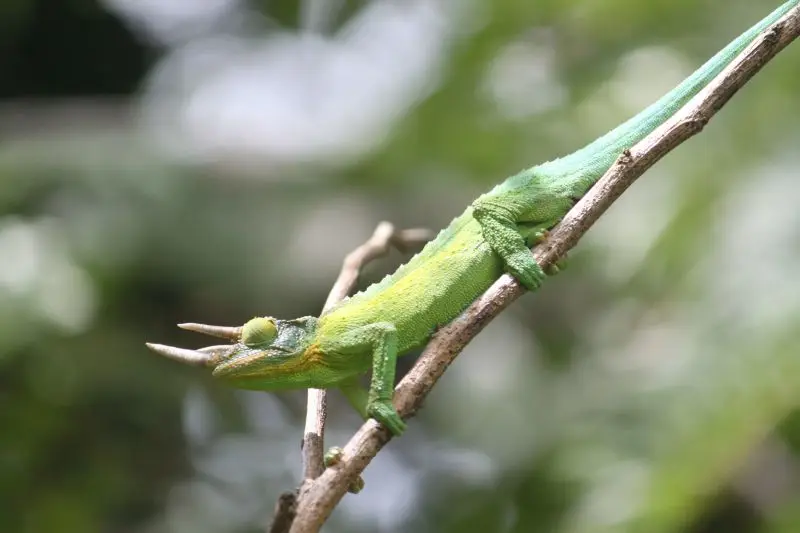 Jackson's Chameleon - Facts, Diet, Habitat & Pictures on Animalia.bio