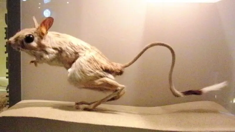 Stuffed specimen of Greater Egyptian jerboa (Jaculus orientalis). Exhibit in the National Museum of Nature and Science, Tokyo, Japan.