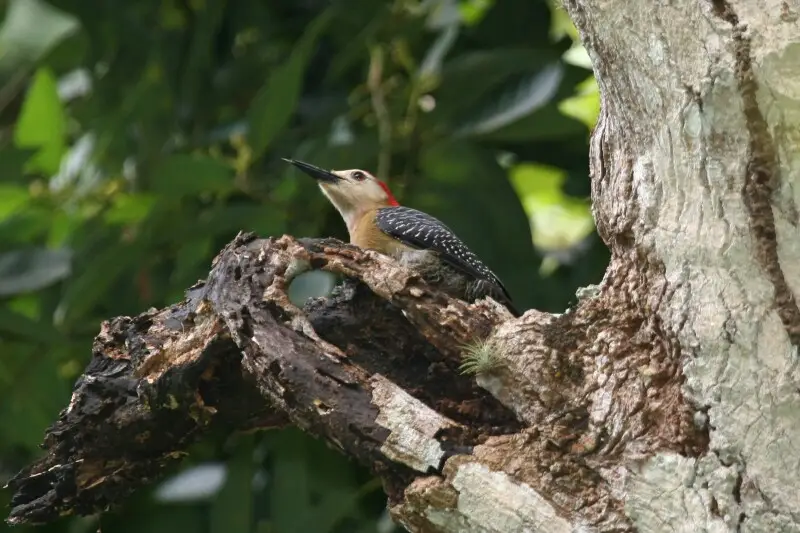 Jamaician Woodpecker (Melanerpes radiolatus)