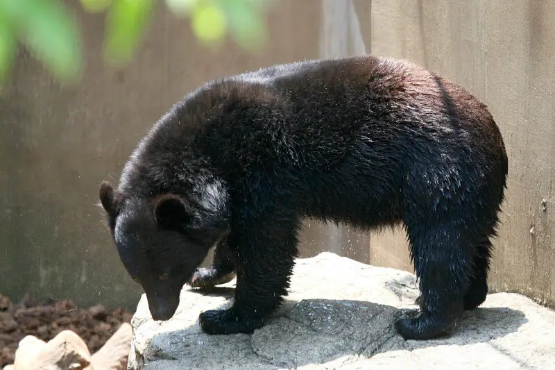 Japanese black bear shaking water off its fur