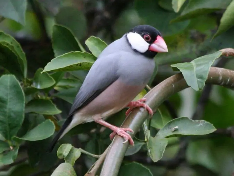 Java Finch, also Java Sparrow (Padda oryzivora) - Kauai, Hawaii