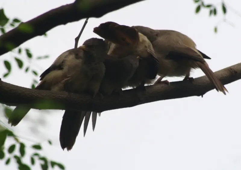 Jungle Babbler (Turdoides striata) Allopreening. Dombivli, Maharashtra.