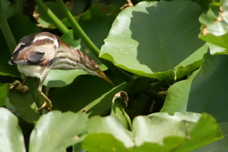 Juv. Least Bittern looking for a snack