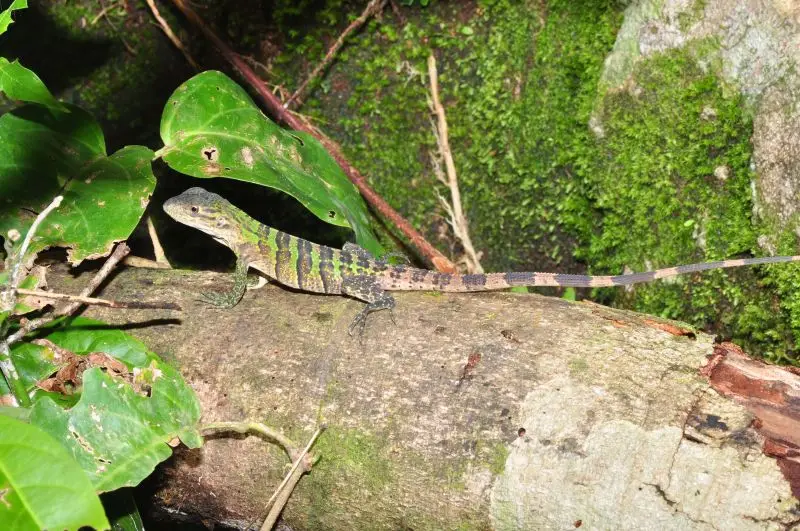 Juvenile of a Spinytail Iguana (Ctenosaura similis)