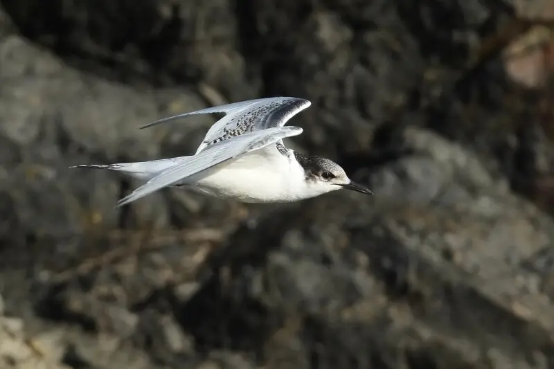Juvenile white-fronted tern flying past in front of rock (near Wellington, New Zealand)