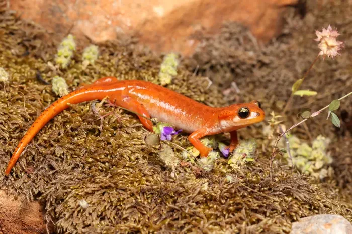 Luschan's salamander