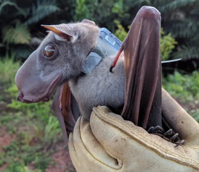 Hammer-Headed Bat photo