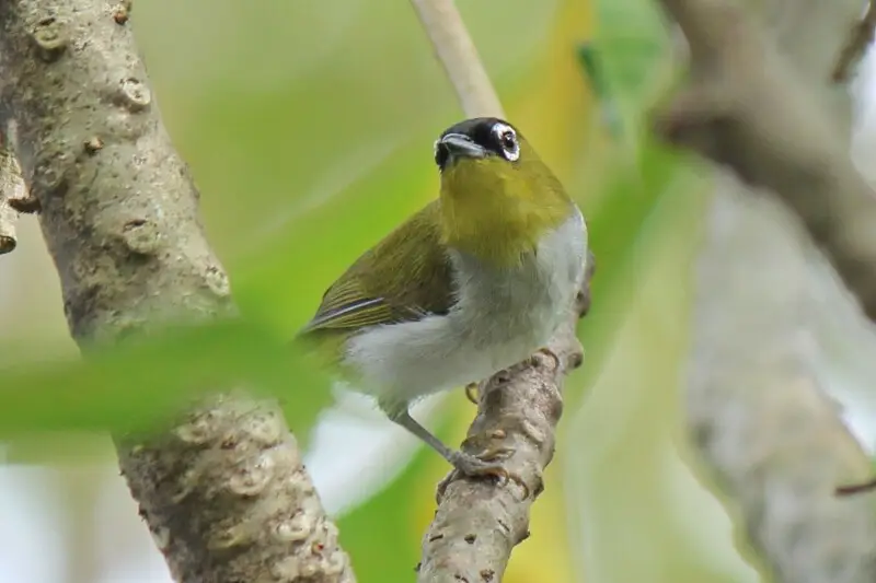 Black-crowned White-eye (Zosterops atrifrons) in Campus UNSRAT Manado, North Sulawesi, Indonesia