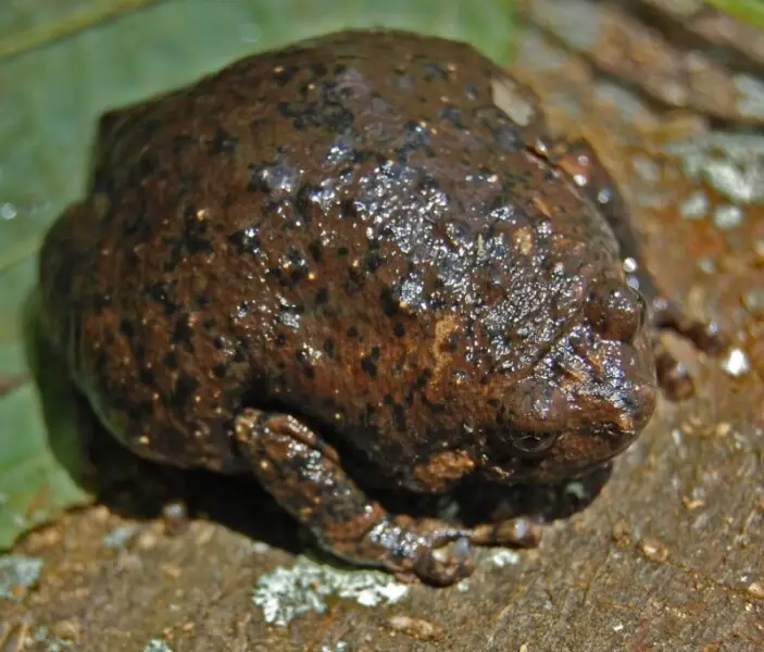 Kaloula baleata, brown bullfrog. From Hurun, Gunung Betung, Lampung (south Sumatra), Indonesia