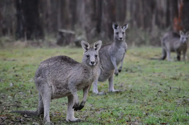 Kangaroo Mob