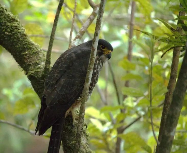 falcon resting on a branch