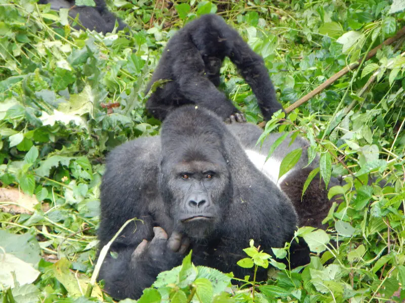 Kahuzi-Biega National Park silverback gorilla and child
Reduced in linear pixel density by 50% from the original