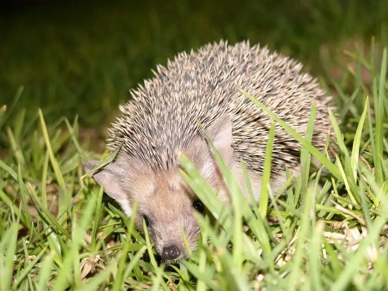 Long-Eared Hedgehog photo