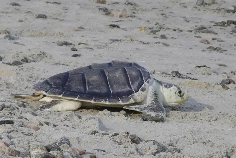 Kemp's ridley sea turtle - Facts, Diet, Habitat & Pictures on Animalia.bio