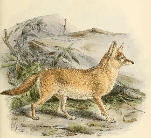 Pale Fox photo