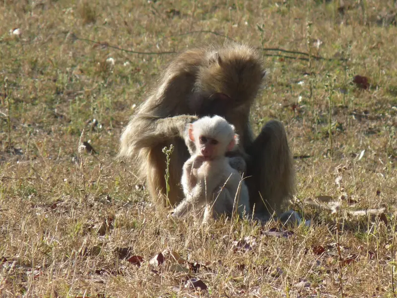 Kinda baboon mother with white infant at Chunga, Kafue National Park, Zambia