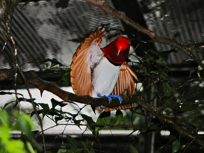 King Bird-of paradise Cicinnurus regius