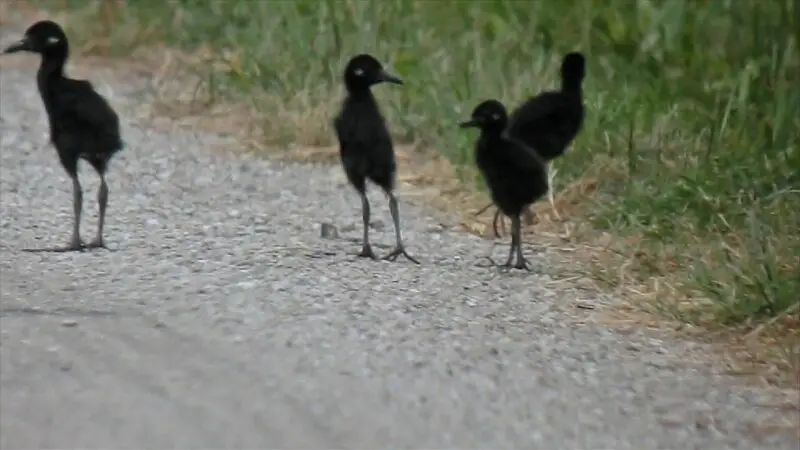 Digiscoped in Monroe County Illinois on 8/28/11 (There were eight young.)  A youngster came out and then a parent and then more young and soon it seemed like mayhem until the parent seemed to get them all to follow her across the road.