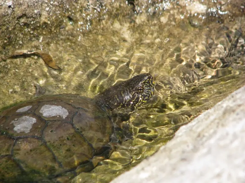 Sonora Mud Turtle Facts Diet Habitat And Pictures On Animaliabio