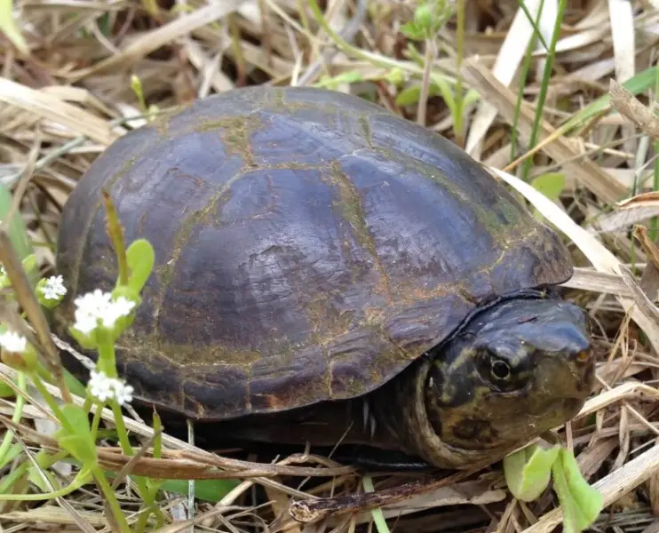 Eastern mud turtle - Facts, Diet, Habitat & Pictures on Animalia.bio