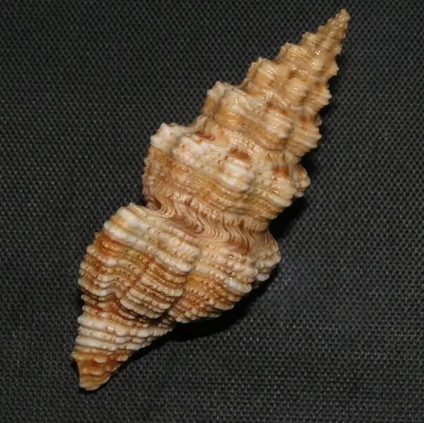 Knefastia hilli Petuch, 1990&#160;; family Pseudomelatomidae; Panama