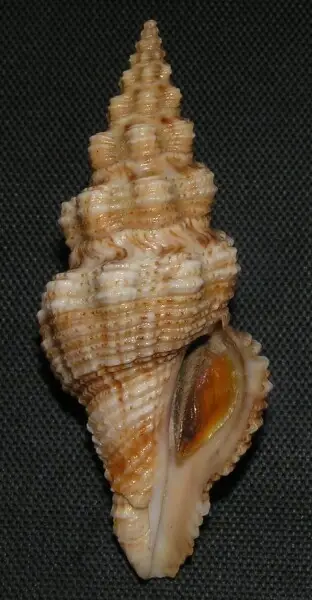 Knefastia hilli Petuch, 1990&#160;; family Pseudomelatomidae; Panama