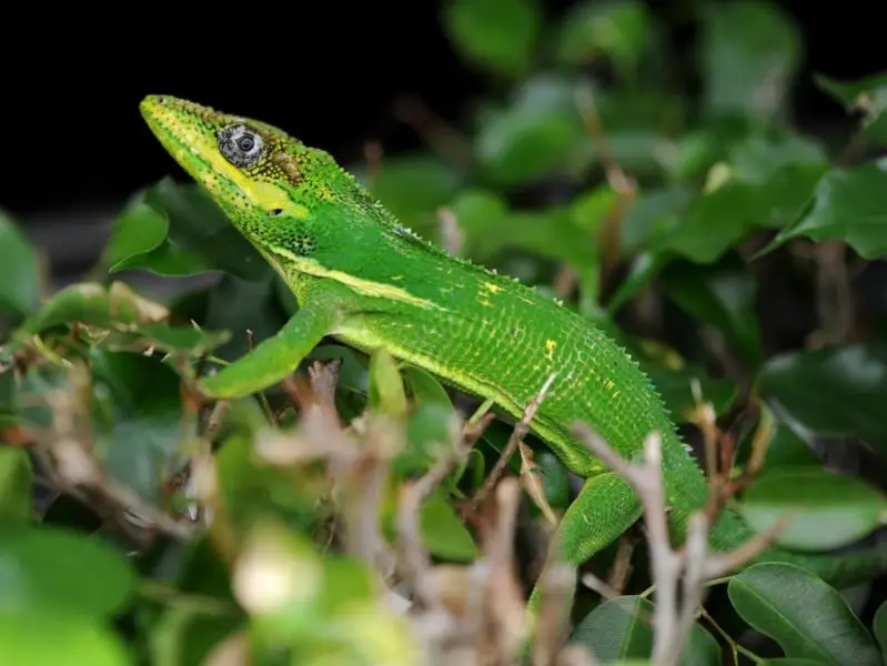 Knight Anole