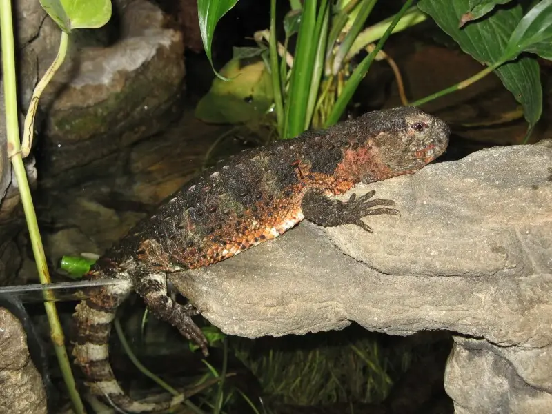 Krokodilschwanzechse ''Shinisaurus crocodilurus'' im Wuppertaler Zoo