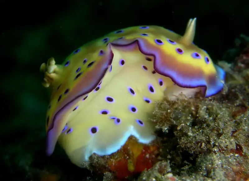 Kune's Chromodoris