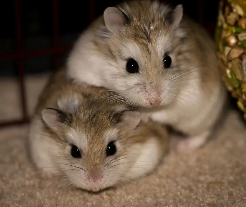 Roborovski Hamster photo