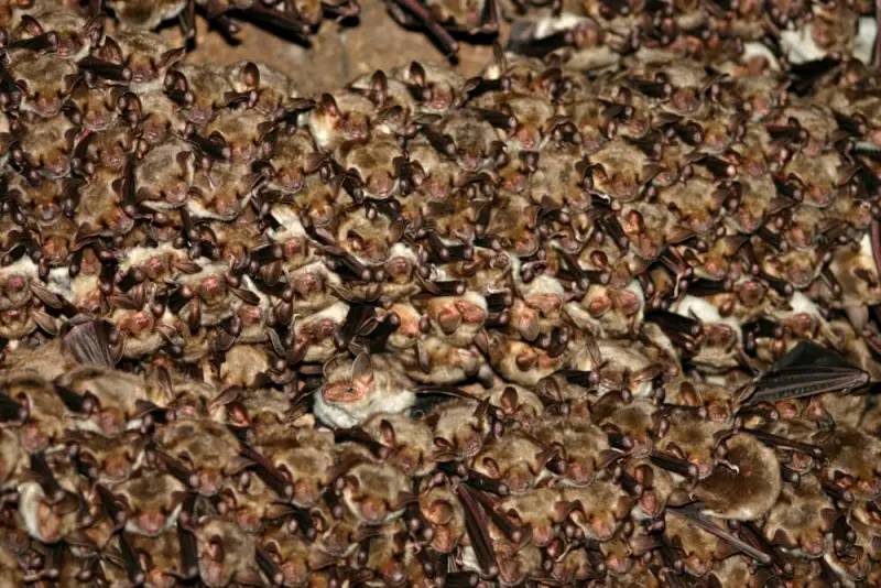 Greater Mouse-Eared Bat photo