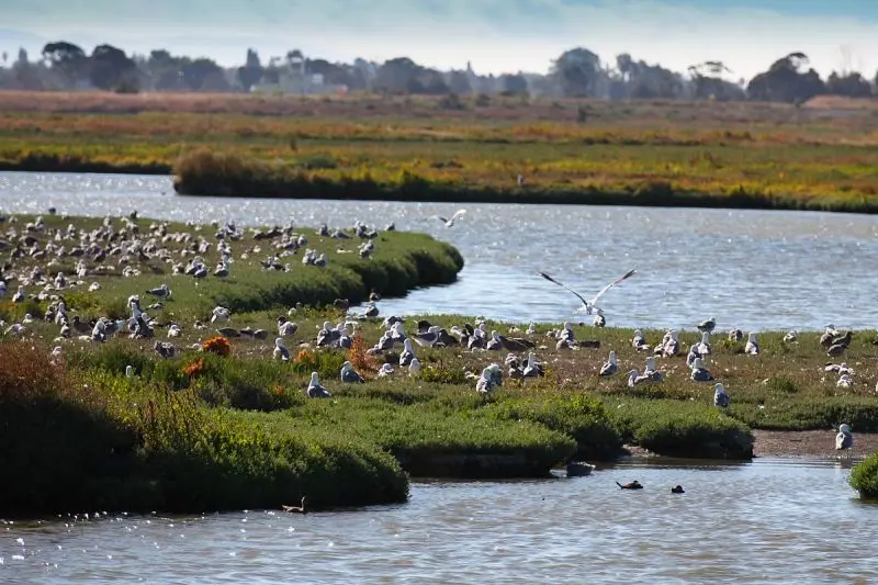 Western Gull photo