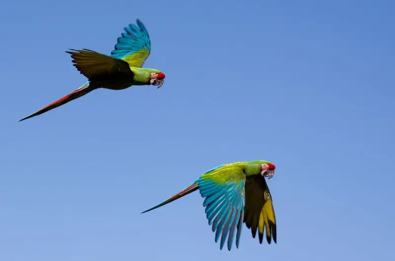 Great Green Macaw photo