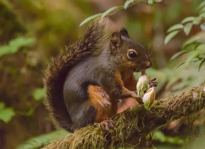 Douglas Squirrel