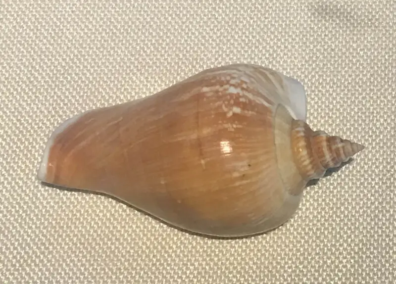 Specimen of Shell (Mollusca) from the Gulf of Tonkin, collected by the Natural History Museum of Guangxi, and exhibited at Beijing Museum of Natural History in 2017.